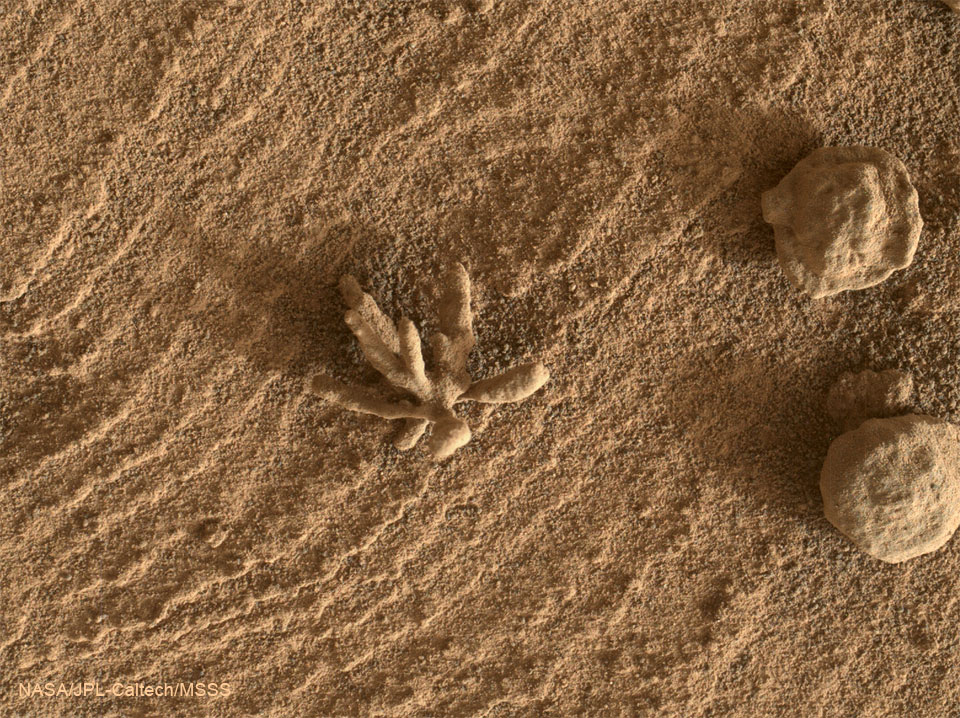 The featured image shows a penny-sized rock on Mars
discovered by the Curiosity Rover in late February 2022.
The rock is unusual because it has several appendages that
make it appear a bit like a flower. 
Please see the explanation for more detailed information.