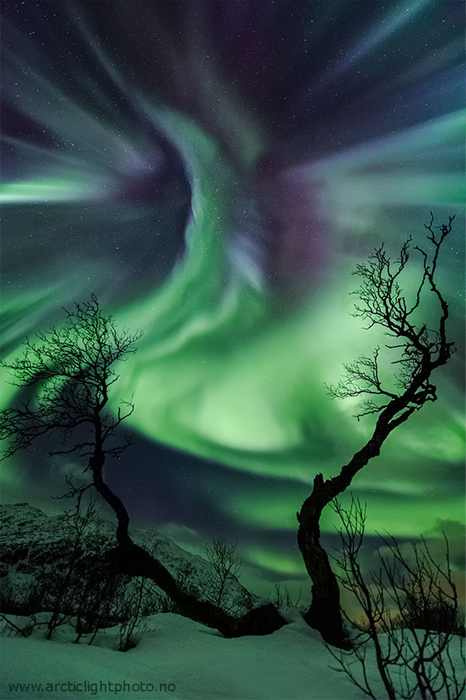 The night sky over a snowy tree-adorned landscape glows
in green and purple. The auroral glow might appear to some to
be shaped like a creature. 
Please see the explanation for more detailed information.