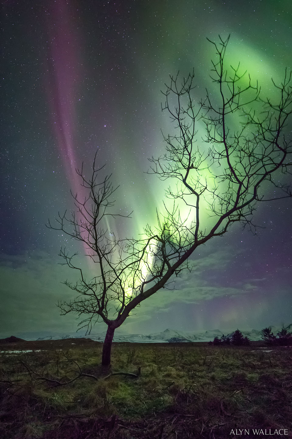 A leafless tree is pictured below a starry sky. In the
sky behind the tree is an aurora glowing mostly green but 
with some purple. The shape of the aurora seems to follow
the branches of the tree.
Please see the explanation for more detailed information.